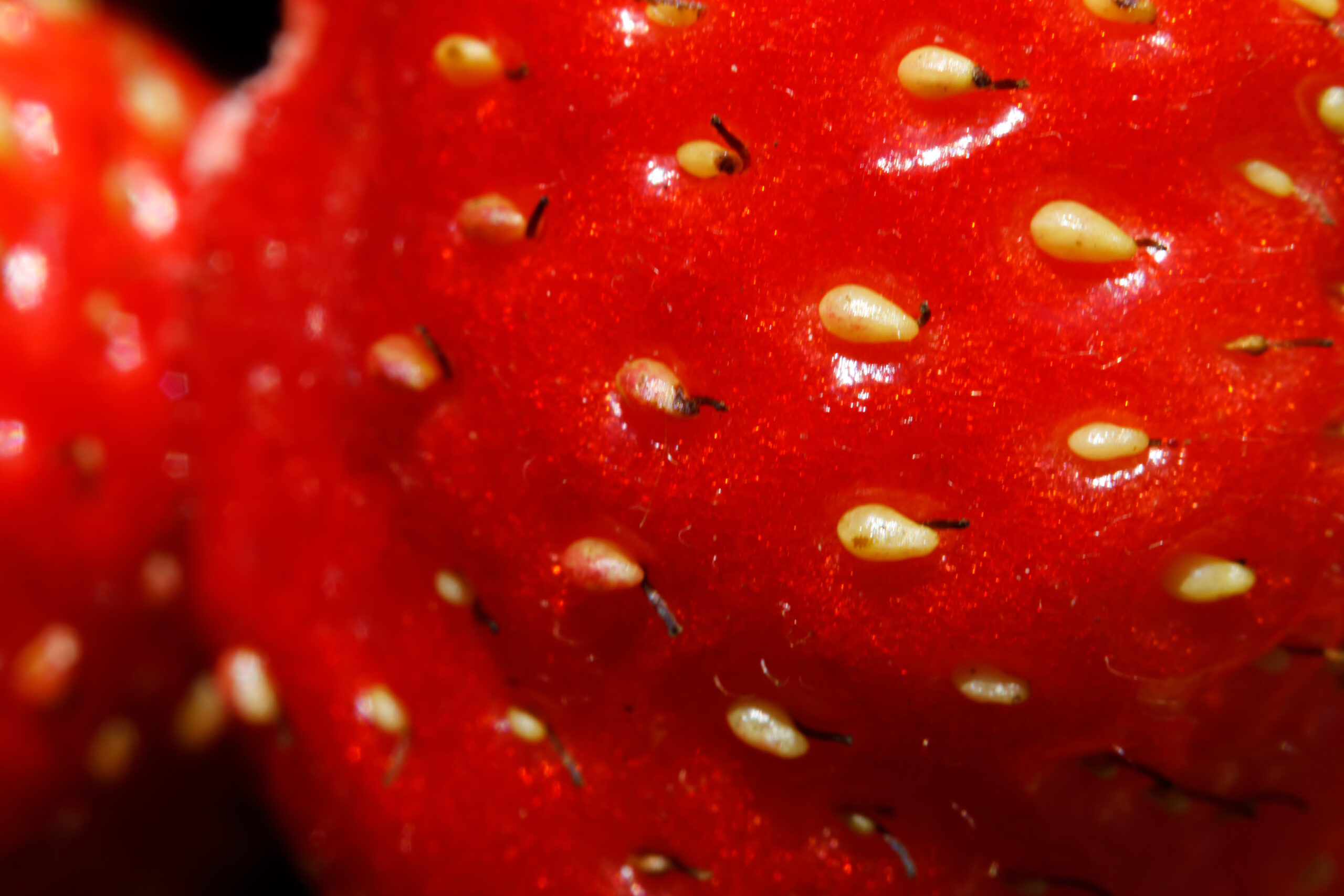 Fruits Packaging